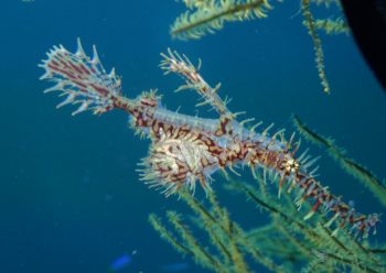 ニシキフウライウオ