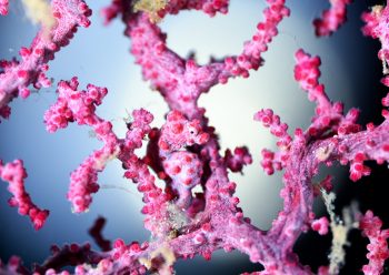 ピグミーシーホース