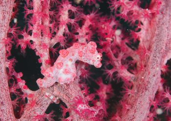 ピグミーシーホース