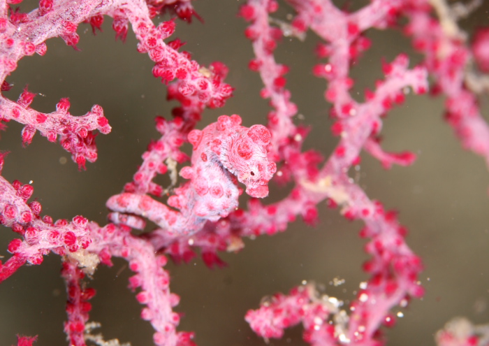 ピグミーシーホース