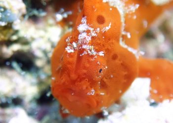 イロカエルアンコウ