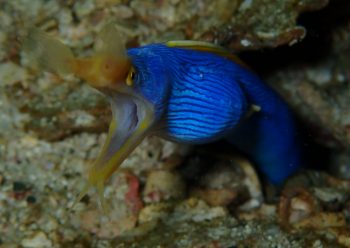 ハナヒゲウツボ　竹下様