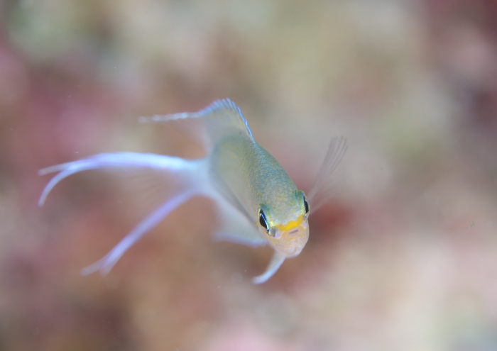 マルスズメダイ