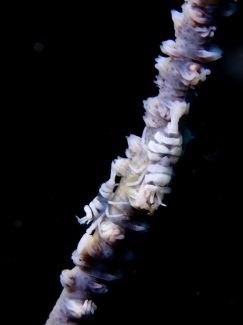 ムチカラマツエビ