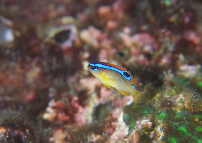 ミヤコキセンスズメダイ