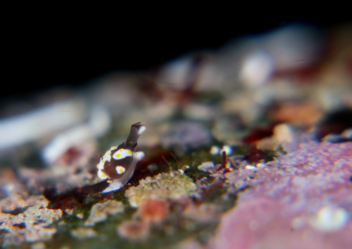 トンプソンコトリガイ