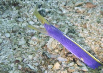 ハナヒゲウツボ