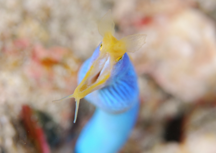 ハナヒゲウツボ