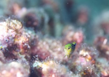 ルリホシスズメダイ