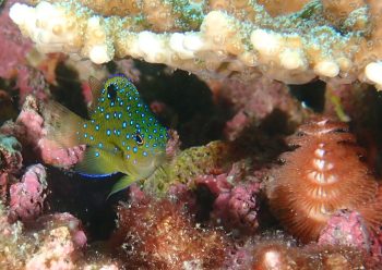 ルリホシスズメダイ