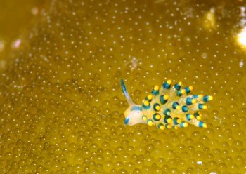 アオモウミウシ