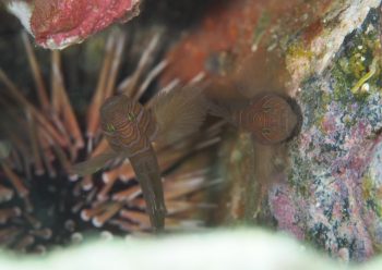 フトスジイレズミハゼ