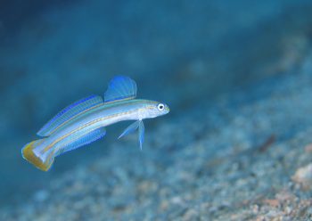 スジクロユリハゼ