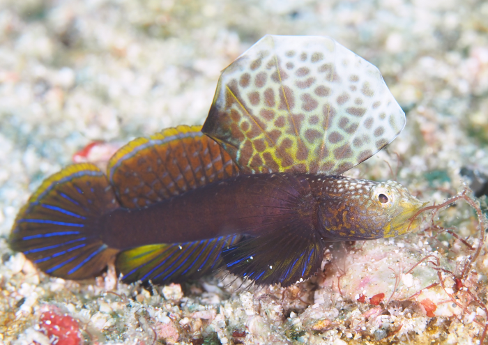 ホタテツノハゼ