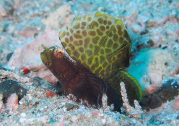 ホタテツノハゼ