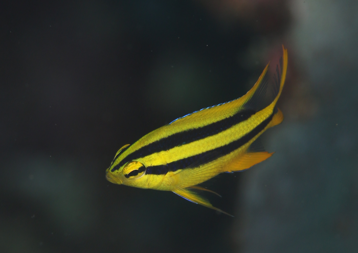 ヒレナガスズメダイ幼魚