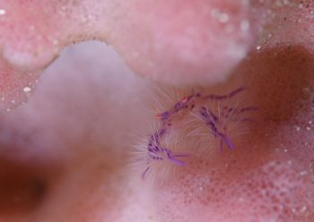 サクラコシオリエビ