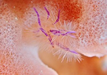 サクラコシオリエビ