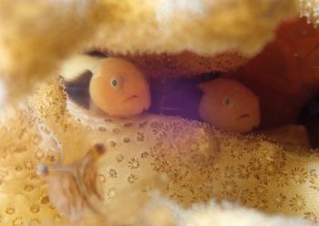 パンダダルマハゼ