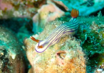 クチナシイロウミウシ