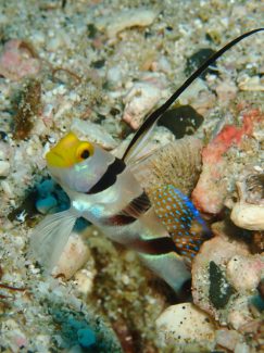 ヒレナガネジリンボウ