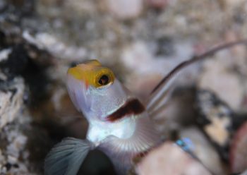 ヒレナガネジリンボウ