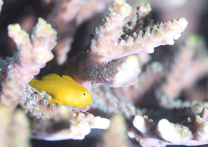 キイロサンゴハゼ