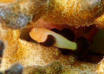 パンダダルマハゼ