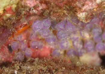 ワイングラス(ナガサキニシキ二ナの卵）