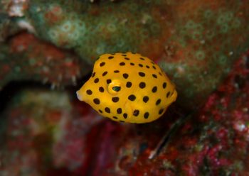 ミナミハコフグ幼魚　