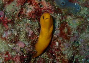 ゴールデンイールモレイ