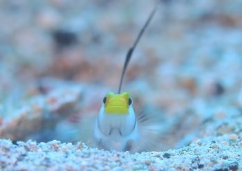 ヒレナガネジリンボウ