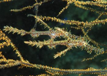 ニシキフウライウオ