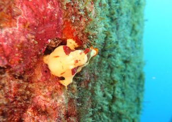 クマドリカエルアンコウ