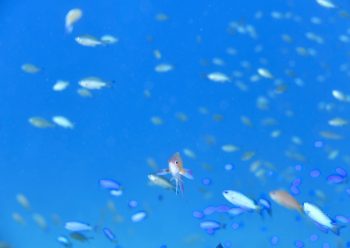 キンギョハナダイ