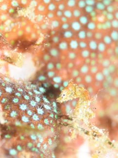 ハチジョウタツ