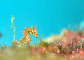 ハチジョウタツ