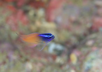 レモンスズメダイ