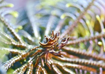 トゲコマチガニ