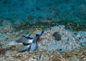 ネジリンボウペア