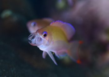 ケラマハナダイ