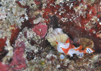 クマドリカエルアンコウ