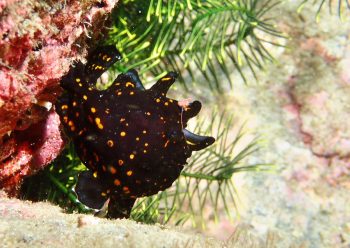 クマドリカエルアンコウ