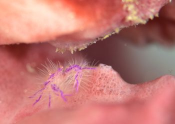 サクラコシオリエビ