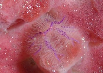 サクラコシオリエビ