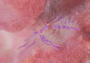 サクラコシオリエビ