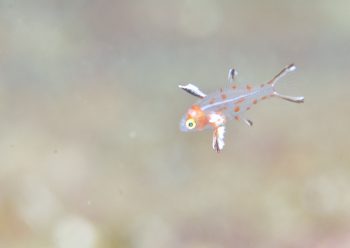 ヒオドシベラ幼魚