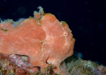 オオモンカエルアンコウ