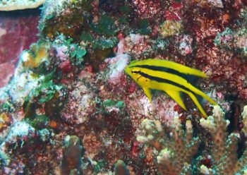 ヒレナガスズメダイ