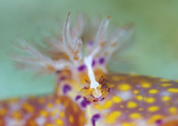 ウミウシカクレエビ